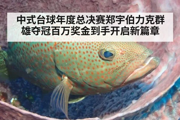 中式台球年度总决赛郑宇伯力克群雄夺冠百万奖金到手开启新篇章